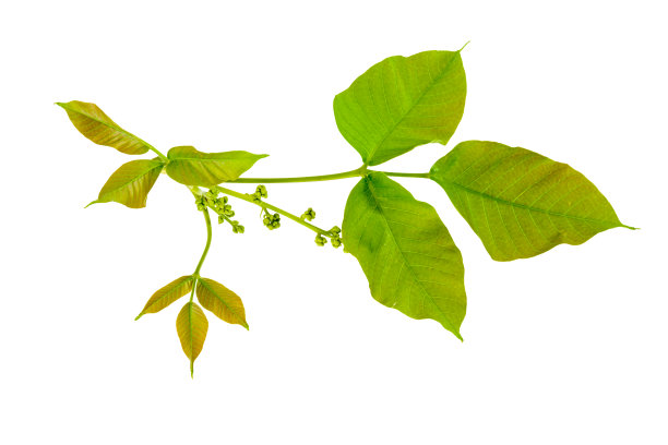 绿叶隔离图片下载