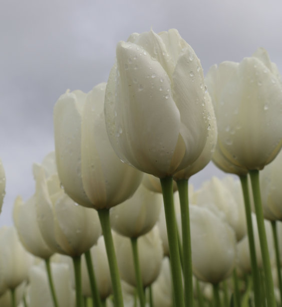 郁金香图片下载