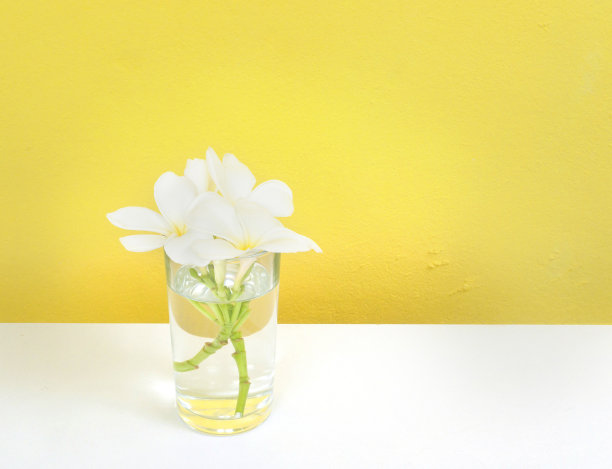 美丽的白色鸡蛋花。图片下载