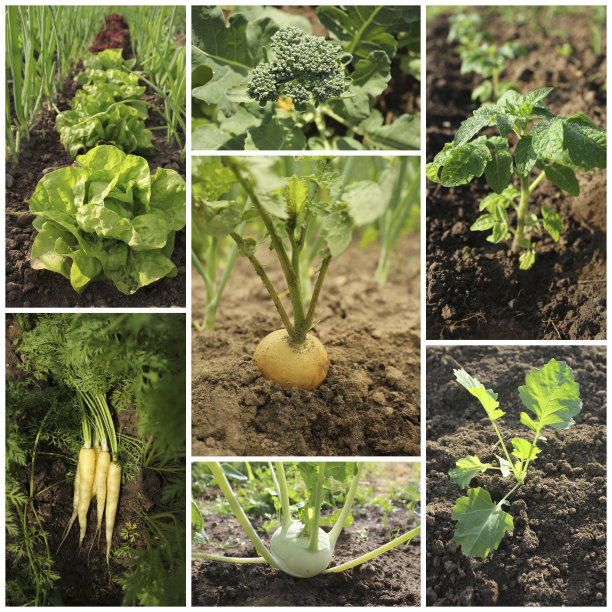 花园图像的拼贴图片下载