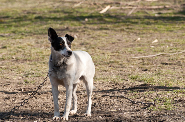 国内的狗图片下载