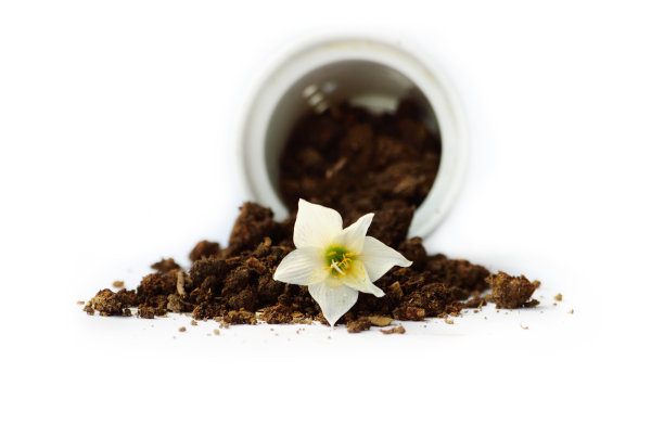 下降的花盆图片下载