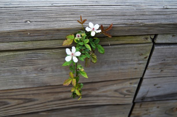 古尔德湾的野花图片下载