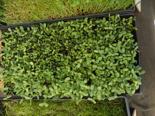 葵花籽黑种莳萝图片下载