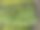 葵花籽黑种莳萝图片下载
