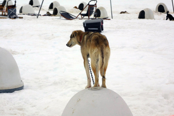 哈士奇站在诺里斯冰川的冰屋顶上，朱诺，阿拉斯加图片下载