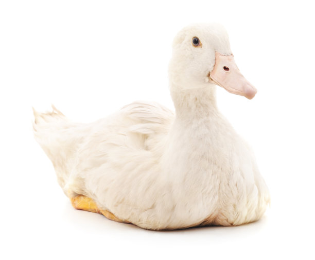 白色的鸭。图片下载