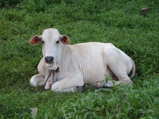 白牛图片下载