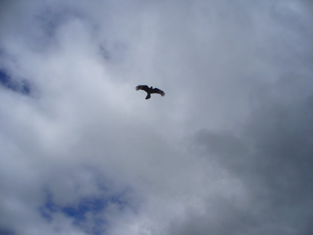 Chimango飞图片下载