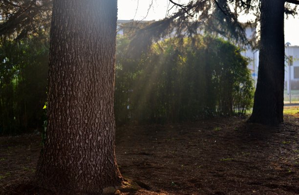 阳光下的树干图片下载