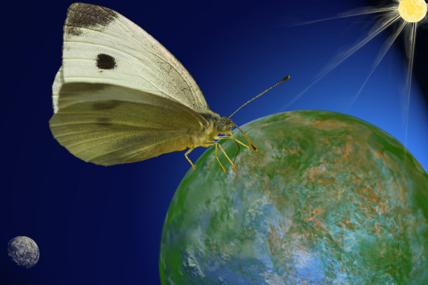 有秩序的蝴蝶图片下载