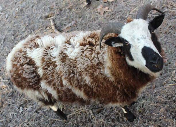 霜冻清晨的绵羊图片下载