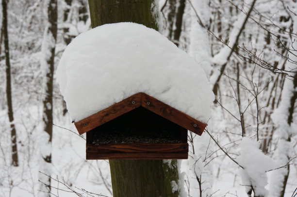 雪地上的鸟舍特写镜头图片下载