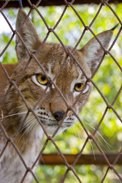 网格后面的山猫图片下载