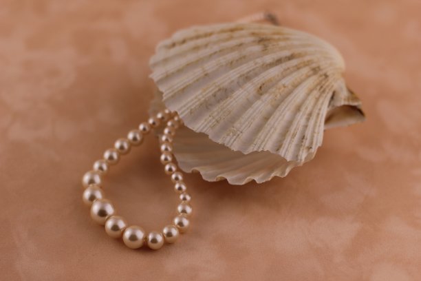 带壳的珍珠图片下载