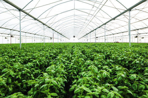 罗勒,温室图片下载