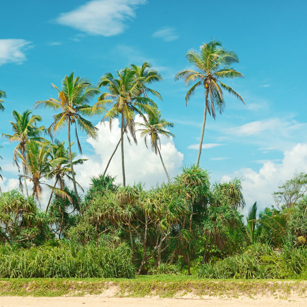 沙滩上的椰子树图片下载
