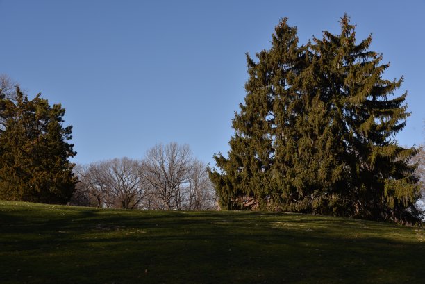 一月阳光明媚的中央公园图片下载