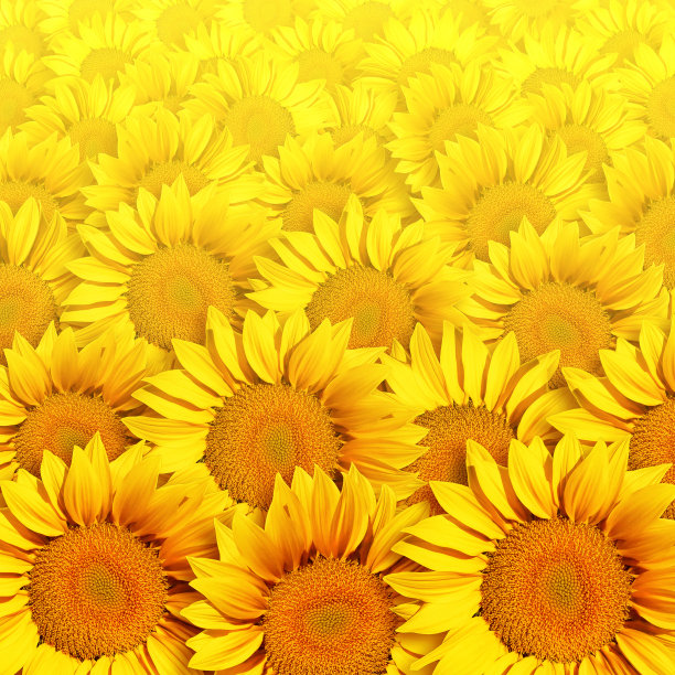 向日葵图片下载