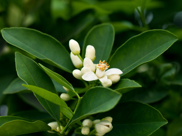 盛开的橘子树图片下载