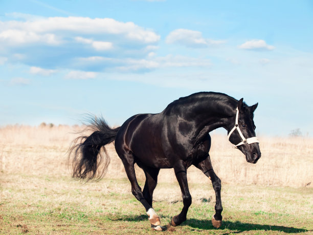 在春天的田野里奔跑着美丽的黑色种马图片下载