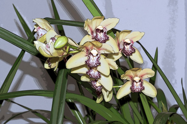 洋兰兰花图片下载