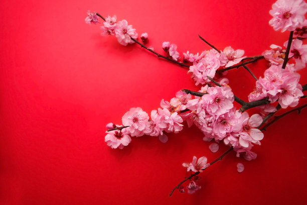 梅花或樱花图片下载