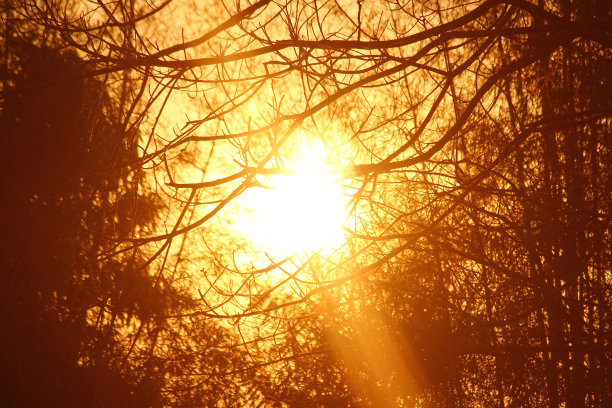 日出和树身的年份图片下载