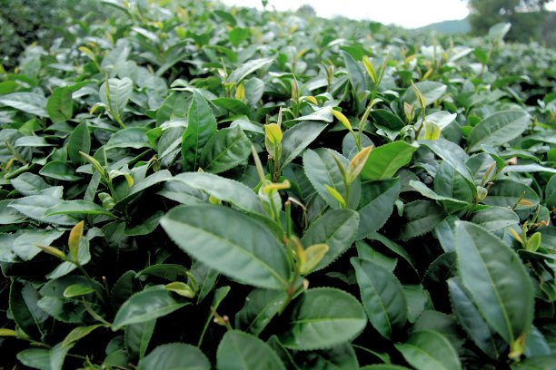 茶传单图片下载