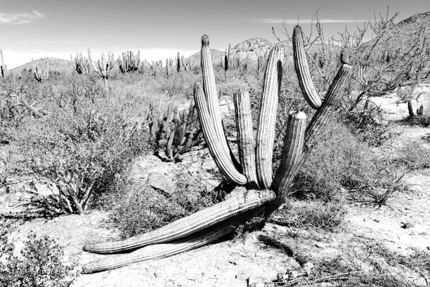 仙人掌在沙漠图片下载