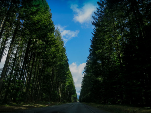 一长排的树图片下载