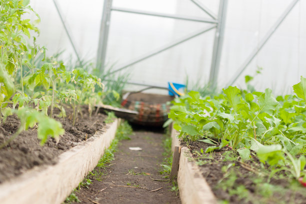 温室里的图片下载