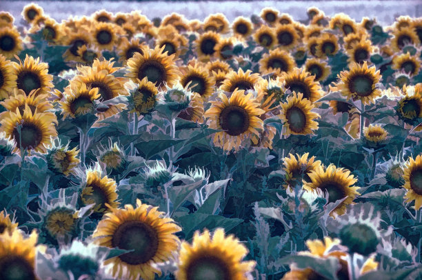 田间的向日葵，水彩画效果图片下载