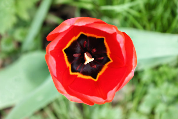 在郁金香里面图片下载