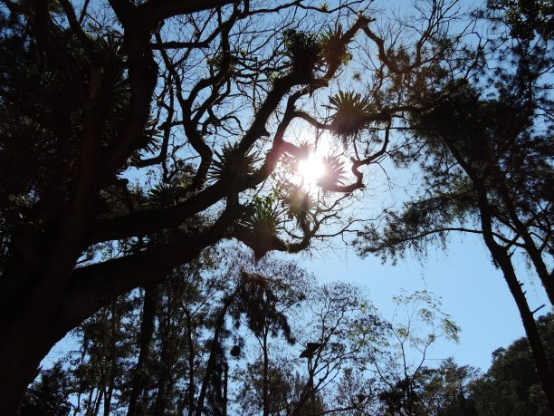 阳光普照?图片下载
