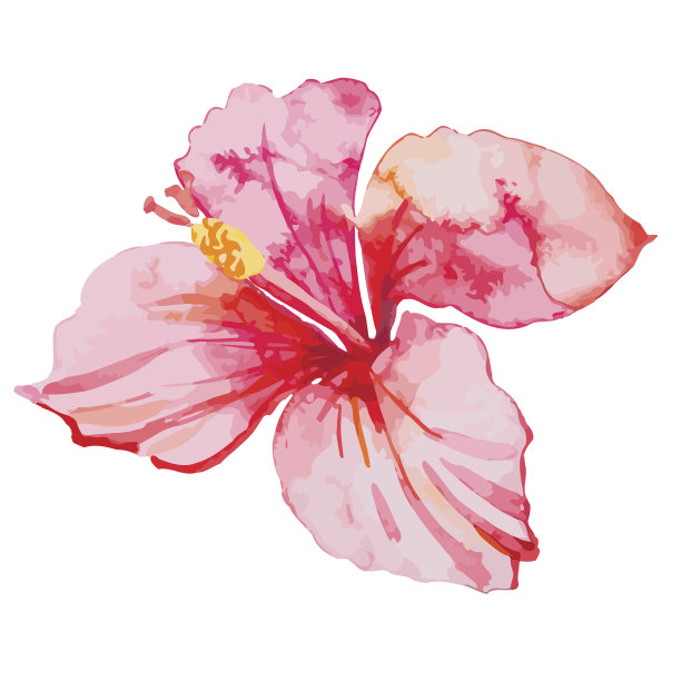 一组热带花卉。木槿。叶子素材图片