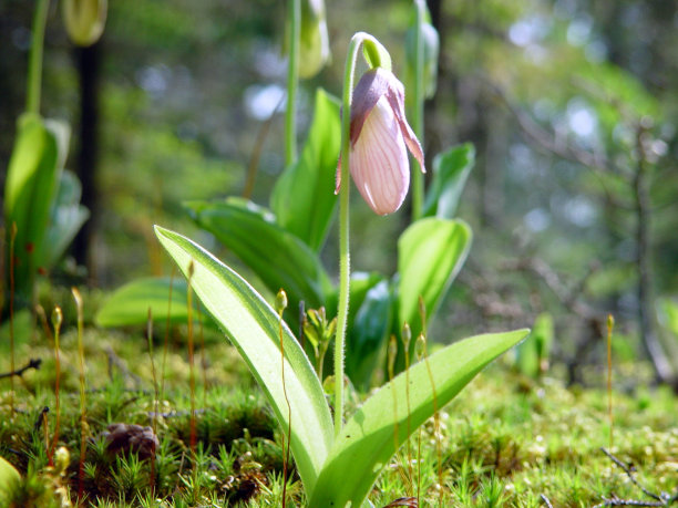 新斯科舍省的粉红女士花图片下载