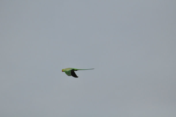 Rose-Ringed长尾小鹦鹉图片下载