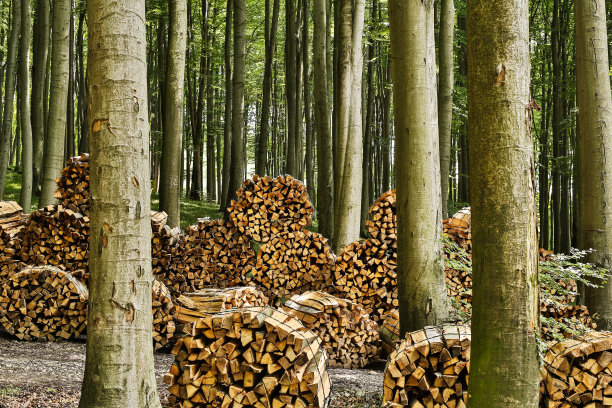 柴火在森林图片下载