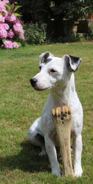 小狗，大骨头图片下载