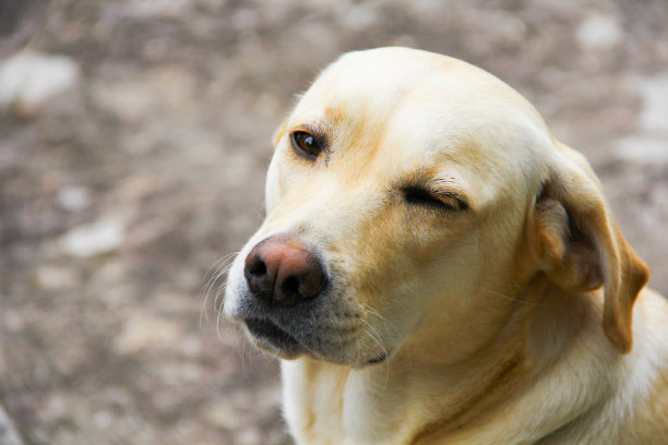 拉布拉多犬眨眼图片下载