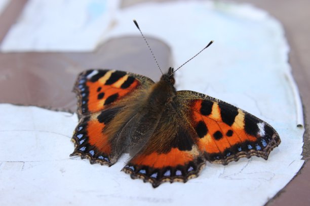 蝴蝶在我的垃圾桶上图片下载