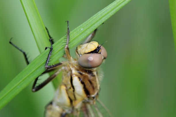 蜻蜓的特写照片图片下载