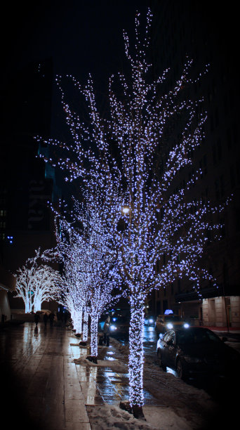 冬天被照亮的树图片下载