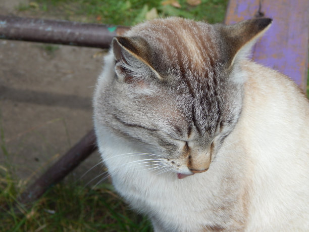 猫洗澡。图片下载