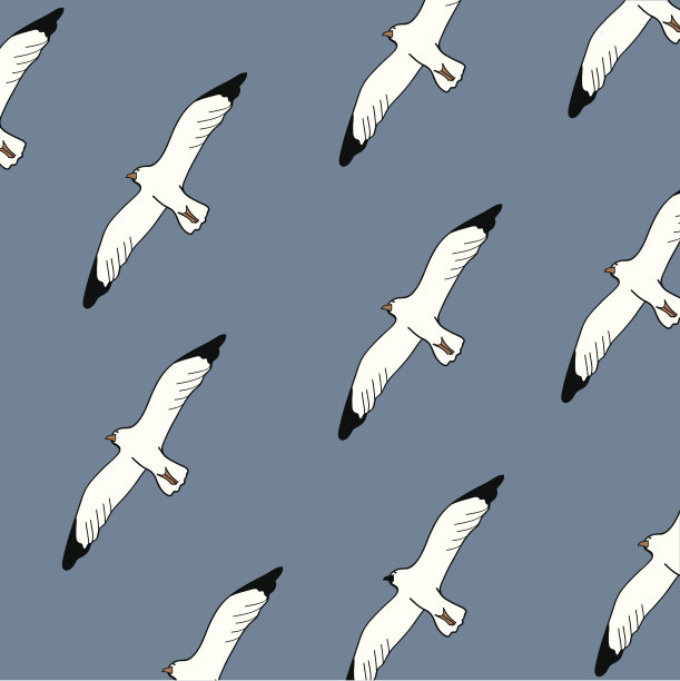 海鸥的背景图片下载