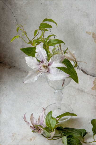 白色的花图片下载