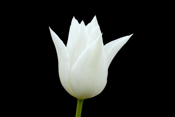 郁金香图片下载