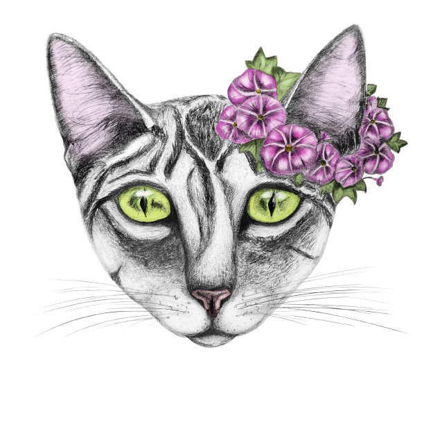 手绘的猫。图片下载