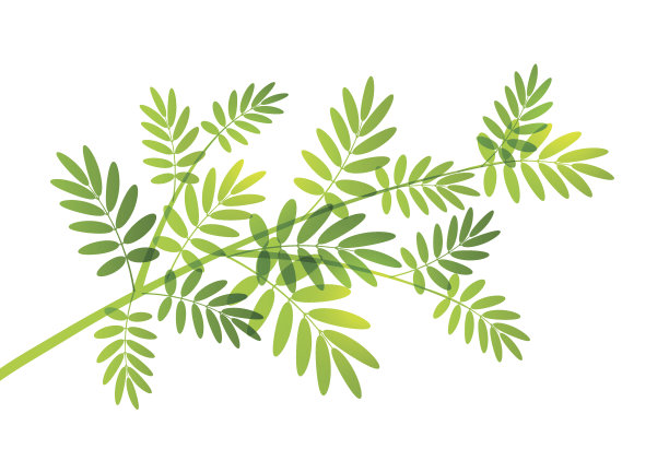 罗文分支轮廓图片下载